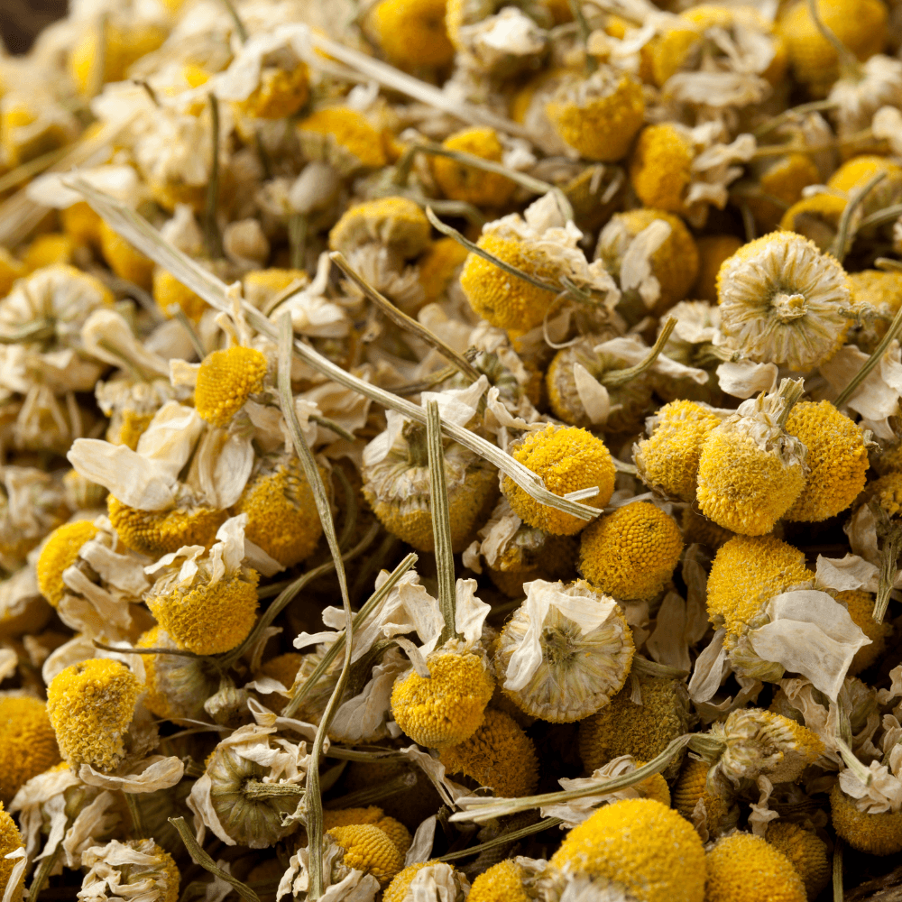 Chamomile: The Natural Sleep Aid You Need to Try