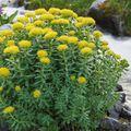 Rhodiola Rosea: Boost Your Mood, Energy, and Focus with This Wonder Plant