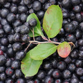 Aronia Berry: The Mighty Little Superfood for Unwavering Focus